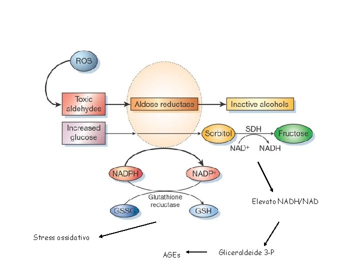 Elevato NADH/NAD Stress ossidativo AGEs Gliceraldeide 3 -P 