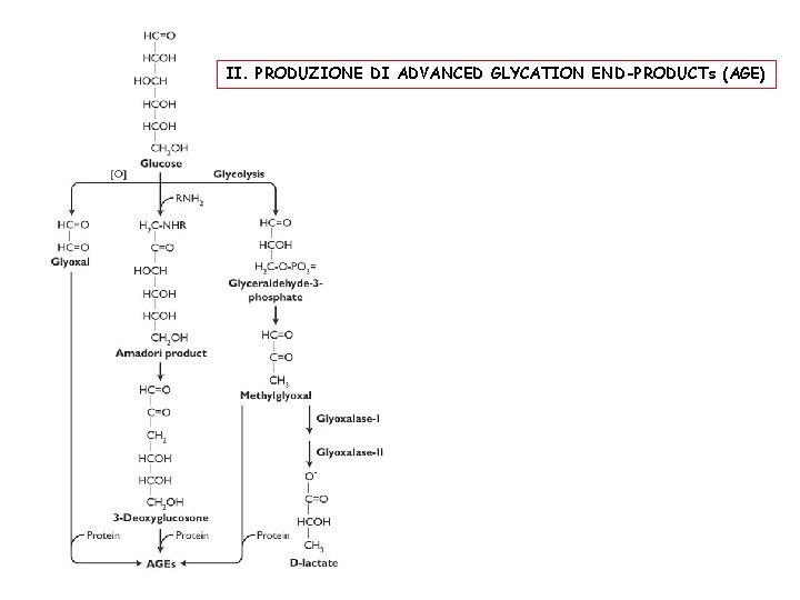 II. PRODUZIONE DI ADVANCED GLYCATION END-PRODUCTs (AGE) 