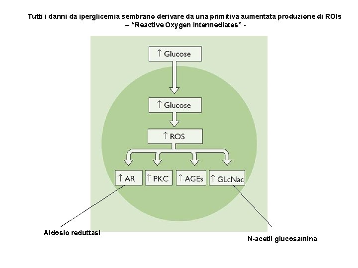Tutti i danni da iperglicemia sembrano derivare da una primitiva aumentata produzione di ROIs