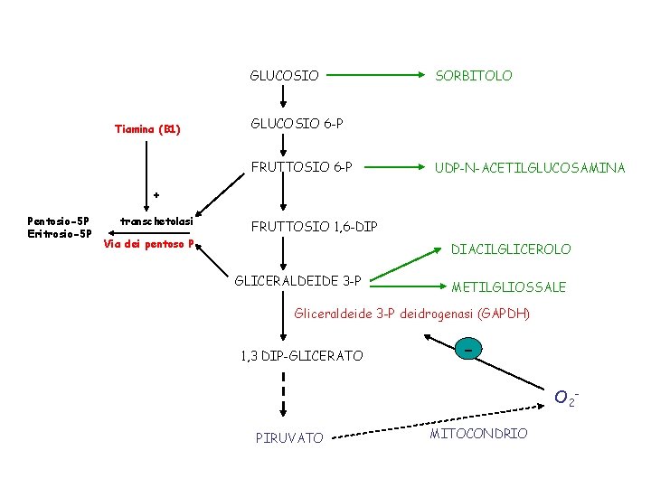 GLUCOSIO Tiamina (B 1) SORBITOLO GLUCOSIO 6 -P FRUTTOSIO 6 -P UDP-N-ACETILGLUCOSAMINA + Pentosio-5
