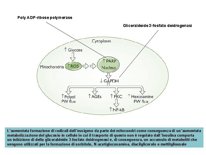 Poly ADP-ribose polymerase Gliceraldeide 3 -fosfato deidrogenasi L’aumentata formazione di radicali dell’ossigeno da parte