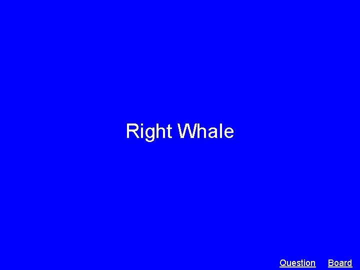Right Whale Question Board 