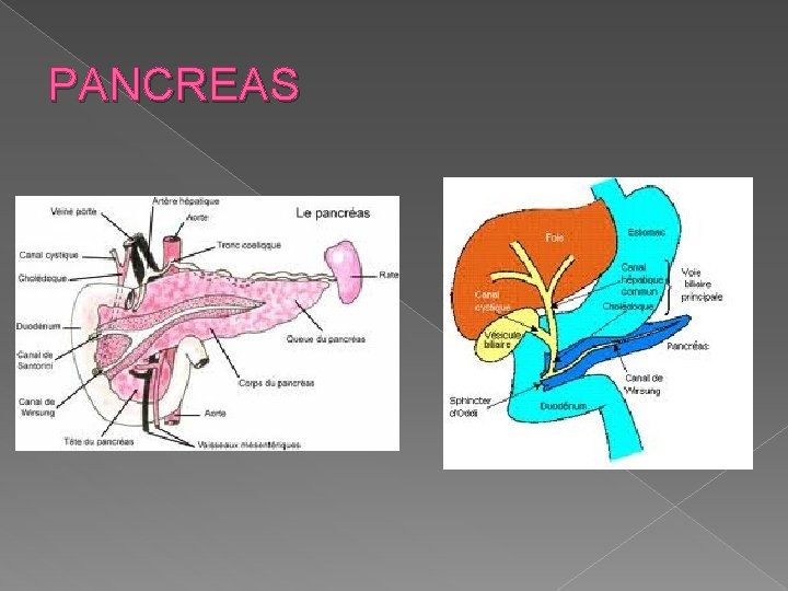 PANCREAS 