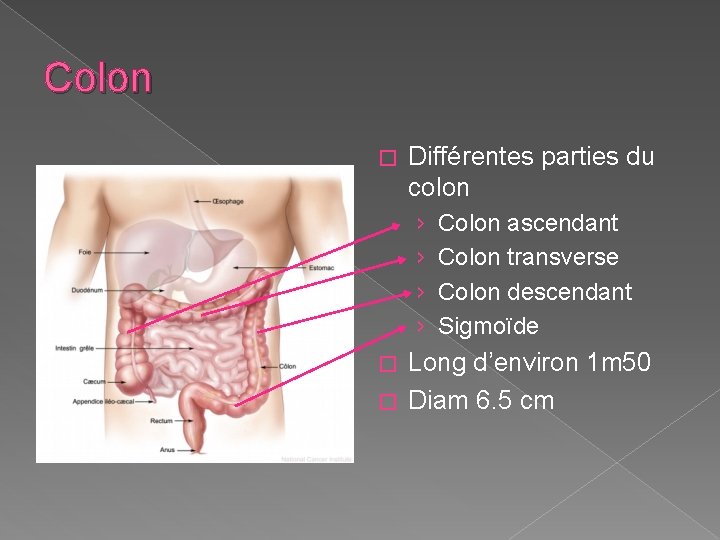 Colon � Différentes parties du colon › › Colon ascendant Colon transverse Colon descendant