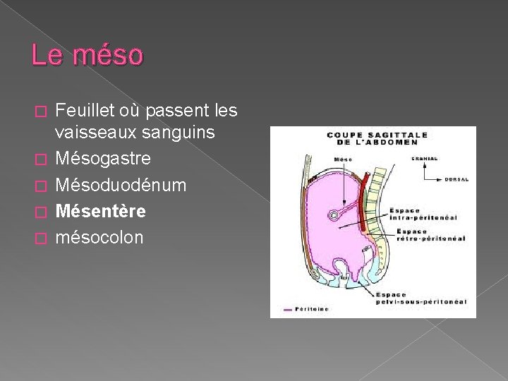 Le méso � � � Feuillet où passent les vaisseaux sanguins Mésogastre Mésoduodénum Mésentère