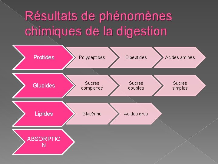 Résultats de phénomènes chimiques de la digestion Protides Polypeptides Dipeptides Acides aminés Glucides Sucres