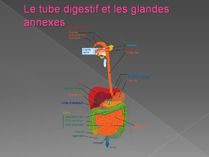 Le tube digestif et les glandes annexes 