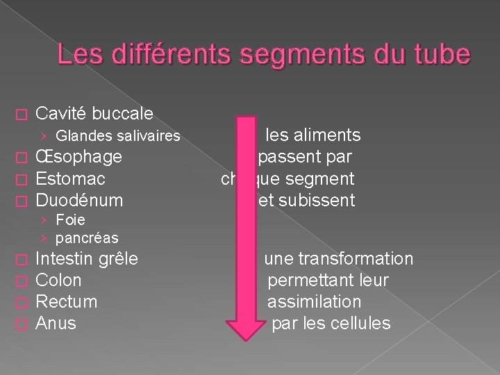 Les différents segments du tube � Cavité buccale › Glandes salivaires les aliments �