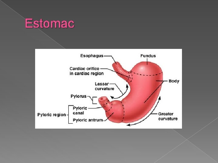 Estomac 