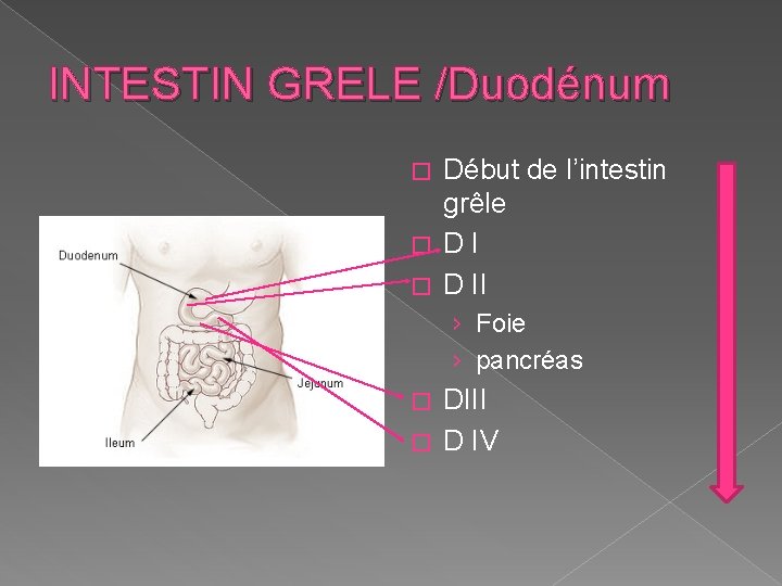 INTESTIN GRELE /Duodénum Début de l’intestin grêle � D II � › Foie ›