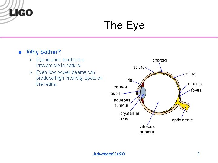 The Eye l Why bother? » Eye injuries tend to be irreversible in nature.