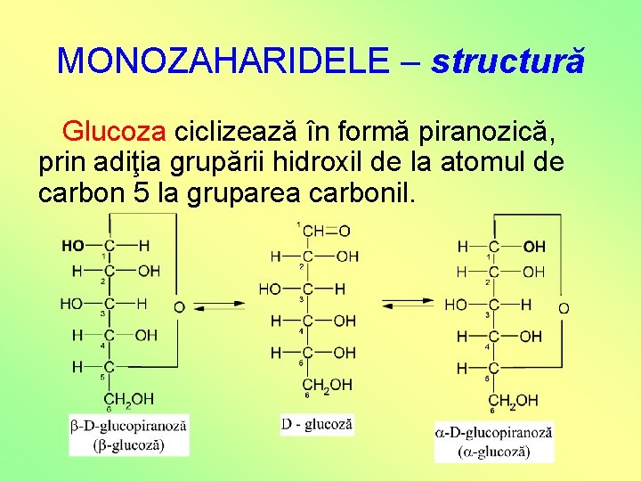 MONOZAHARIDELE – structură Glucoza ciclizează în formă piranozică, prin adiţia grupării hidroxil de la MONOZAHARIDELE – structură Glucoza ciclizează în formă piranozică, prin adiţia grupării hidroxil de la