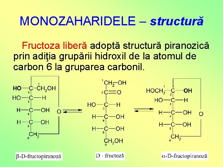 MONOZAHARIDELE – structură Fructoza liberă adoptă structură piranozică prin adiţia grupării hidroxil de la MONOZAHARIDELE – structură Fructoza liberă adoptă structură piranozică prin adiţia grupării hidroxil de la