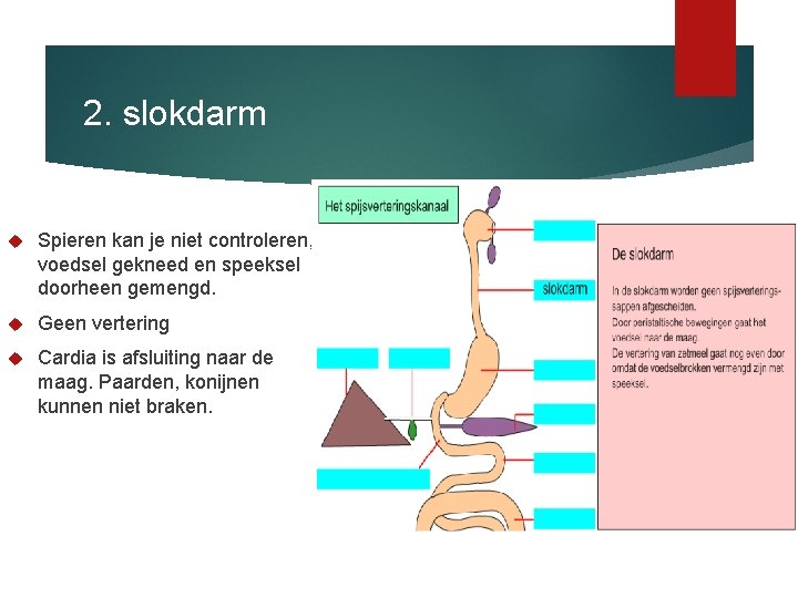 2. slokdarm Spieren kan je niet controleren, voedsel gekneed en speeksel doorheen gemengd. Geen