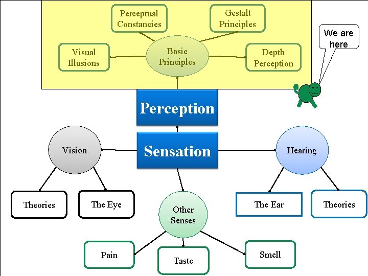 Gestalt Principles Perceptual Constancies Basic Principles Visual Illusions Depth Perception We are here Perception