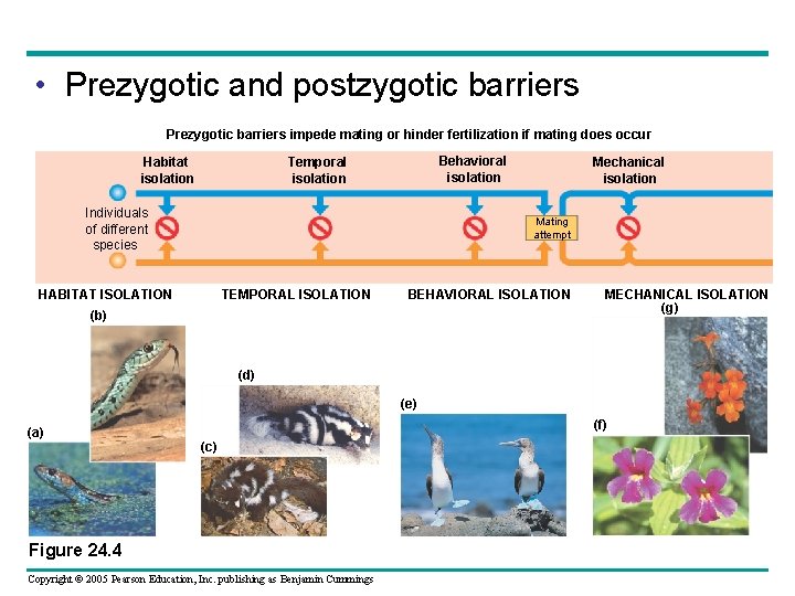  • Prezygotic and postzygotic barriers Prezygotic barriers impede mating or hinder fertilization if