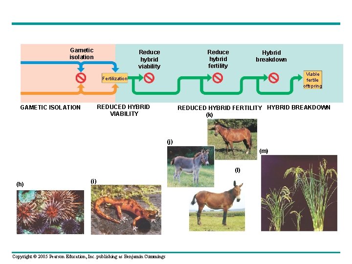 Gametic isolation Reduce hybrid fertility Reduce hybrid viability Hybrid breakdown Viable fertile offspring Fertilization