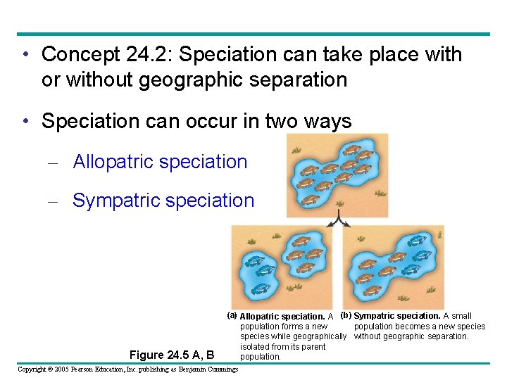  • Concept 24. 2: Speciation can take place with or without geographic separation