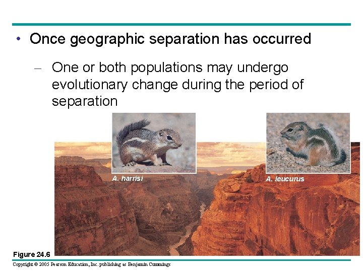  • Once geographic separation has occurred – One or both populations may undergo