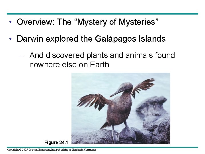  • Overview: The “Mystery of Mysteries” • Darwin explored the Galápagos Islands –