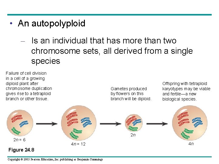  • An autopolyploid – Is an individual that has more than two chromosome