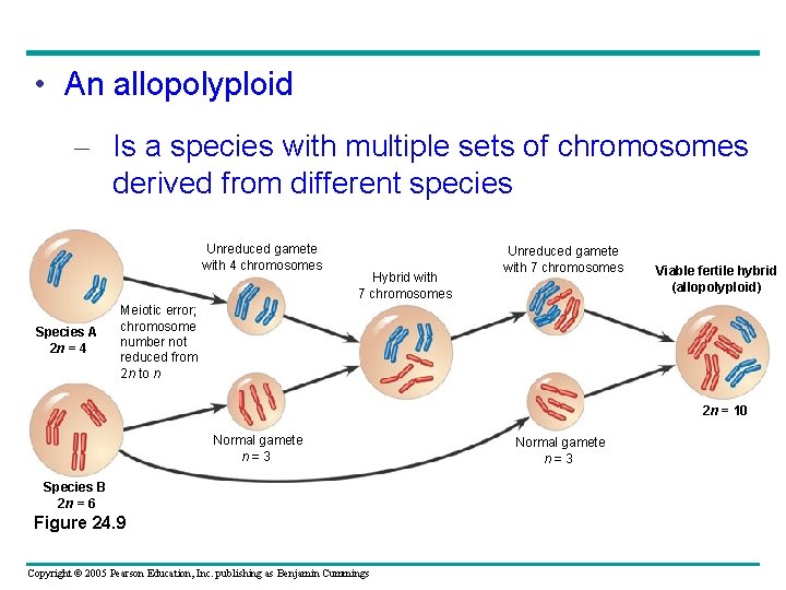  • An allopolyploid – Is a species with multiple sets of chromosomes derived