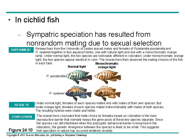  • In cichlid fish – Sympatric speciation has resulted from nonrandom mating due