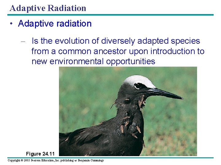Adaptive Radiation • Adaptive radiation – Is the evolution of diversely adapted species from