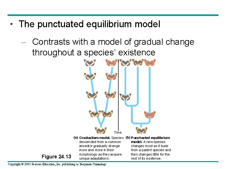  • The punctuated equilibrium model – Contrasts with a model of gradual change