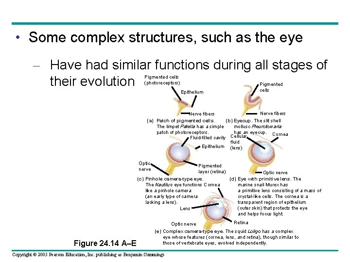  • Some complex structures, such as the eye – Have had similar functions