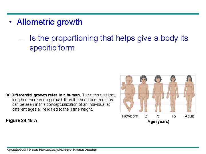  • Allometric growth – Is the proportioning that helps give a body its