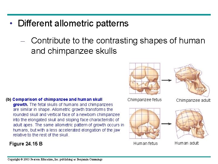  • Different allometric patterns – Contribute to the contrasting shapes of human and