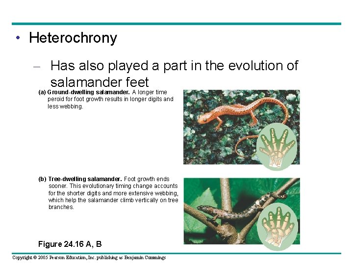  • Heterochrony – Has also played a part in the evolution of salamander