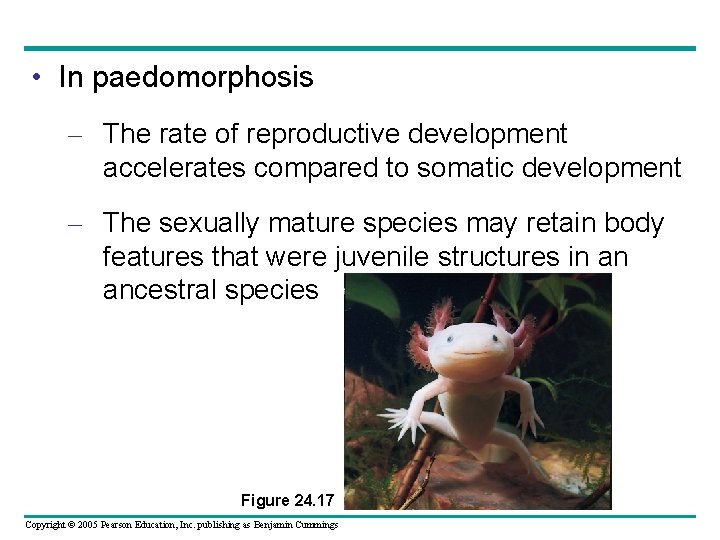  • In paedomorphosis – The rate of reproductive development accelerates compared to somatic
