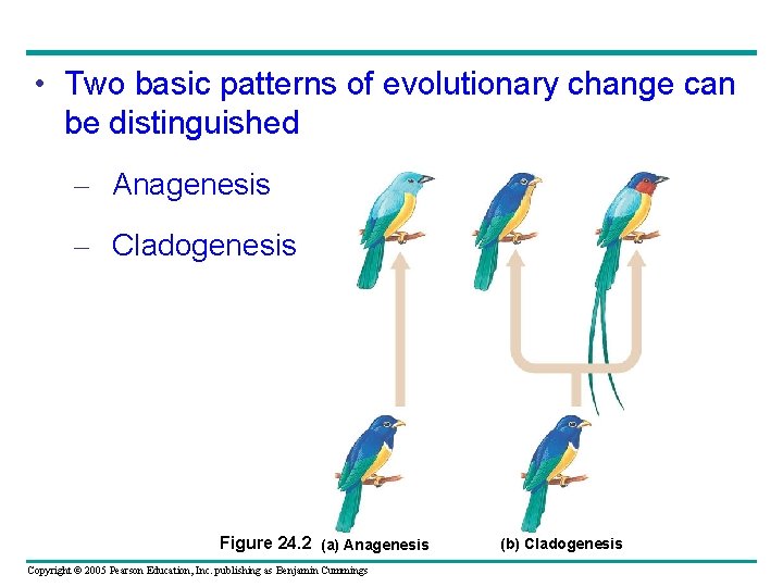  • Two basic patterns of evolutionary change can be distinguished – Anagenesis –