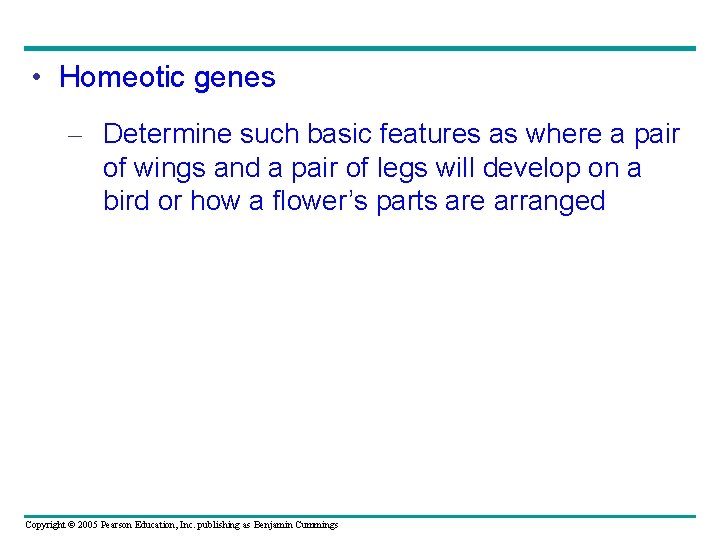  • Homeotic genes – Determine such basic features as where a pair of