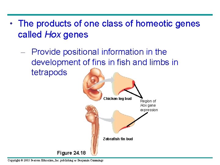  • The products of one class of homeotic genes called Hox genes –