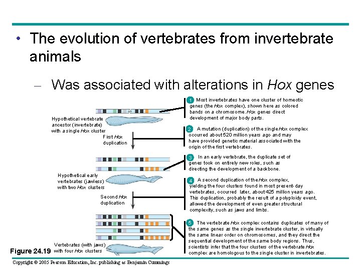  • The evolution of vertebrates from invertebrate animals – Was associated with alterations