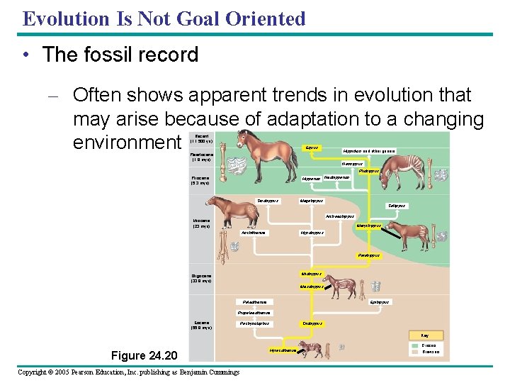 Evolution Is Not Goal Oriented • The fossil record – Often shows apparent trends