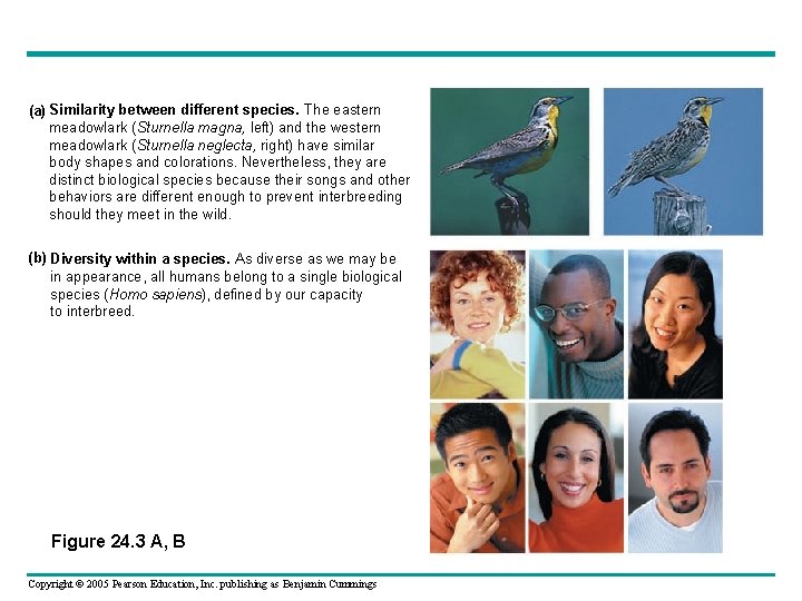 (a) Similarity between different species. The eastern meadowlark (Sturnella magna, left) and the western