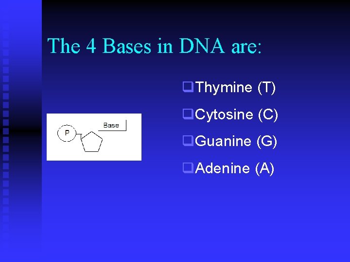 The 4 Bases in DNA are: q. Thymine (T) q. Cytosine (C) q. Guanine The 4 Bases in DNA are: q. Thymine (T) q. Cytosine (C) q. Guanine