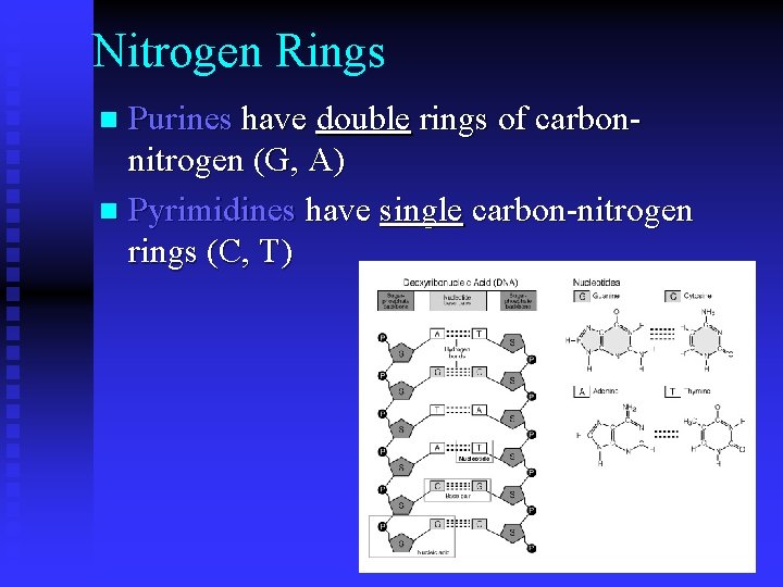 Nitrogen Rings Purines have double rings of carbonnitrogen (G, A) n Pyrimidines have single Nitrogen Rings Purines have double rings of carbonnitrogen (G, A) n Pyrimidines have single