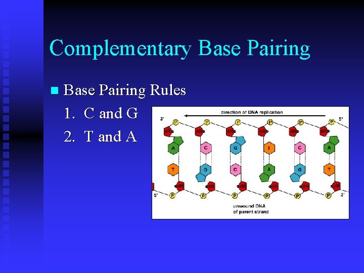 Complementary Base Pairing n Base Pairing Rules 1. C and G 2. T and Complementary Base Pairing n Base Pairing Rules 1. C and G 2. T and