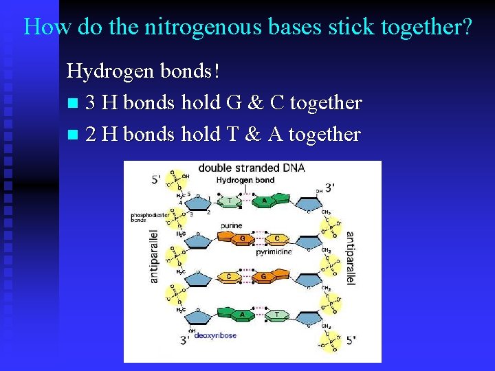 How do the nitrogenous bases stick together? Hydrogen bonds! n 3 H bonds hold How do the nitrogenous bases stick together? Hydrogen bonds! n 3 H bonds hold