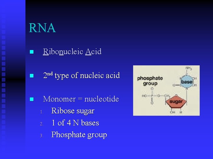RNA n Ribonucleic Acid n 2 nd type of nucleic acid n Monomer = RNA n Ribonucleic Acid n 2 nd type of nucleic acid n Monomer =