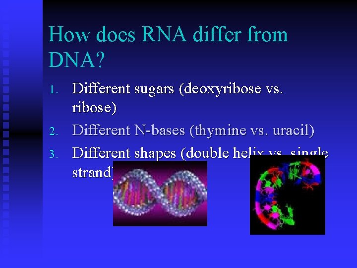 How does RNA differ from DNA? 1. 2. 3. Different sugars (deoxyribose vs. ribose) How does RNA differ from DNA? 1. 2. 3. Different sugars (deoxyribose vs. ribose)
