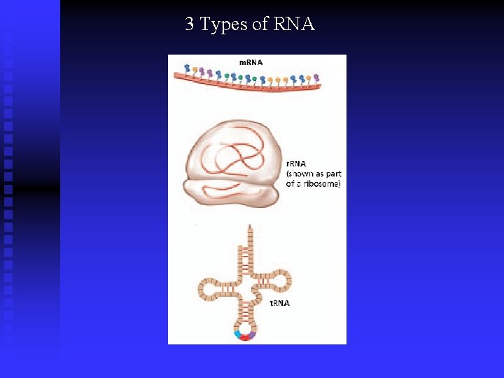 3 Types of RNA 3 Types of RNA