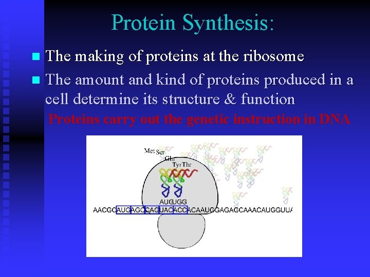 Protein Synthesis: The making of proteins at the ribosome n The amount and kind Protein Synthesis: The making of proteins at the ribosome n The amount and kind