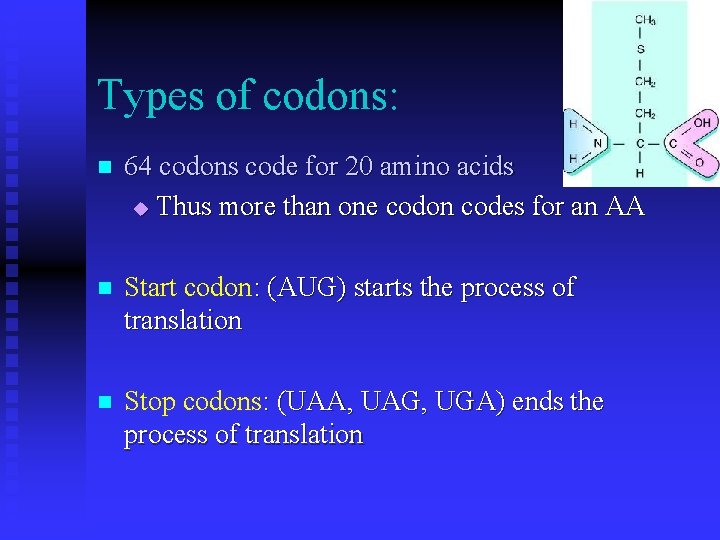 Types of codons: n 64 codons code for 20 amino acids u Thus more Types of codons: n 64 codons code for 20 amino acids u Thus more
