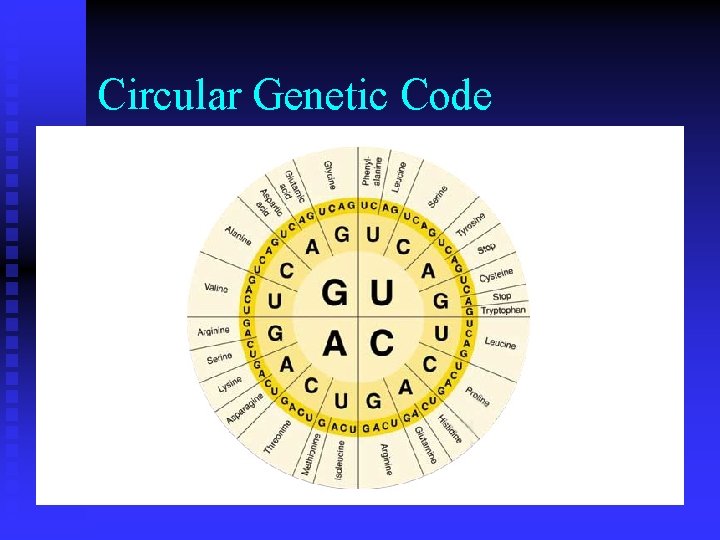 Circular Genetic Code Circular Genetic Code